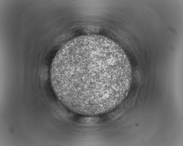 X0000111150323200907281138