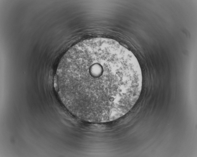 X0000111150328200907281138