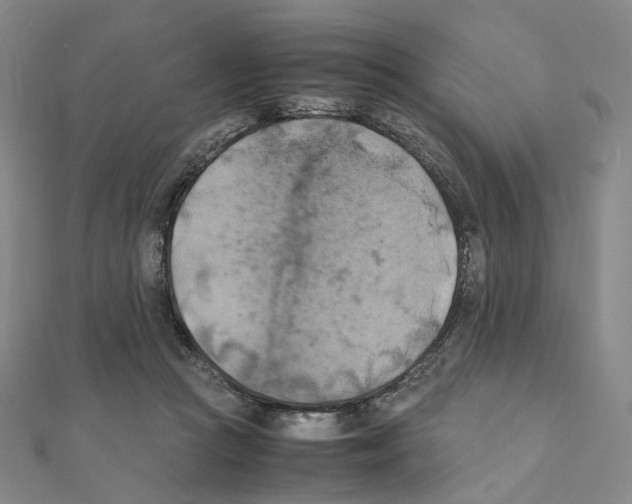 X0000111150361200907281137