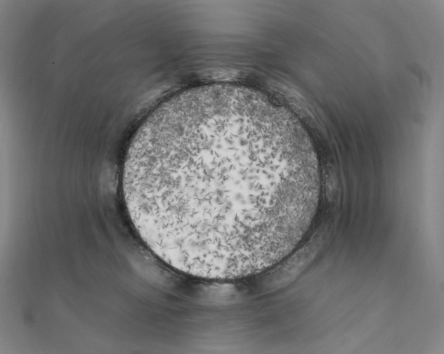 X0000111150374200907281137