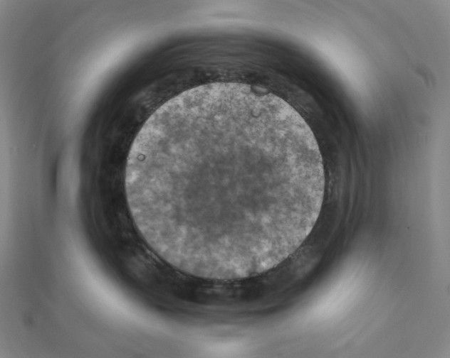 X0000111150383200907281137