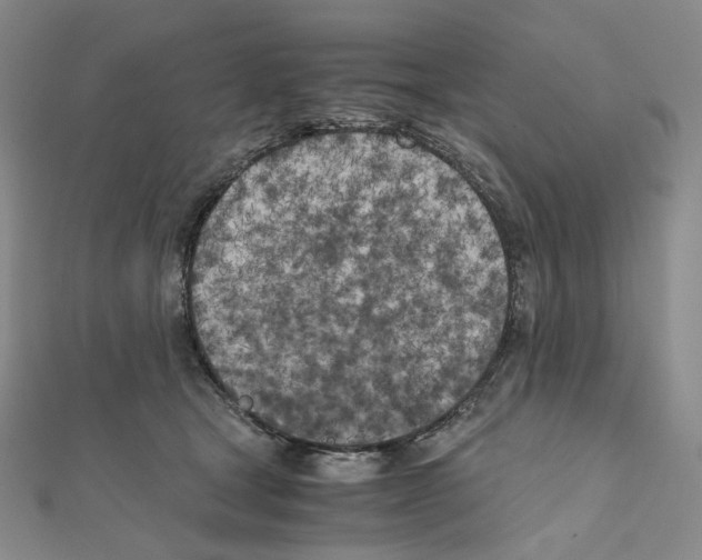 X0000111150465200907281136