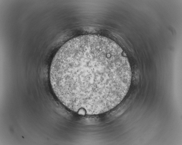 X0000111150466200907281136