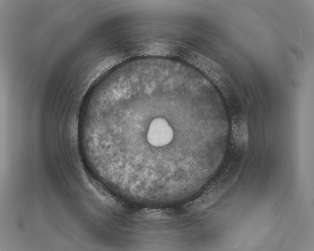 X0000111150534200907281134