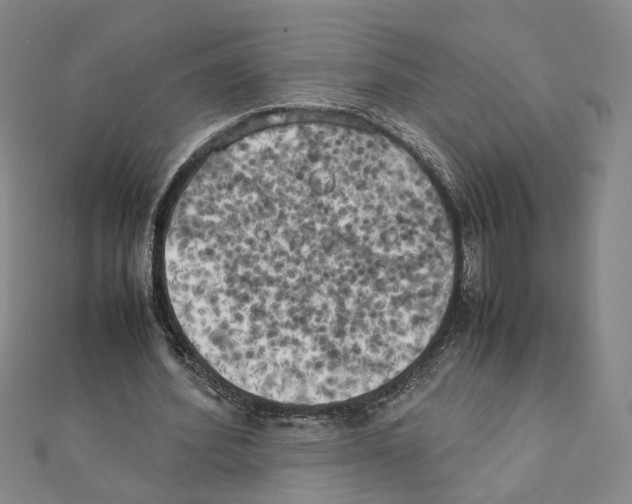 X0000111150580200907281134