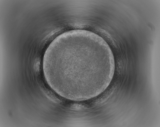 X0000111150596200907281134