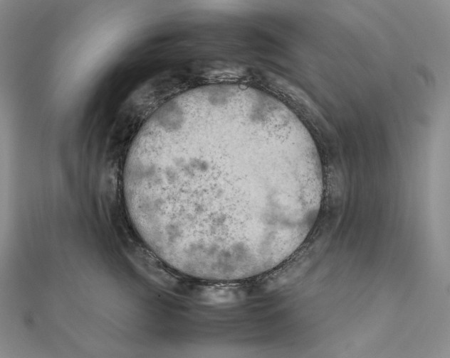 X0000111150761200907281132