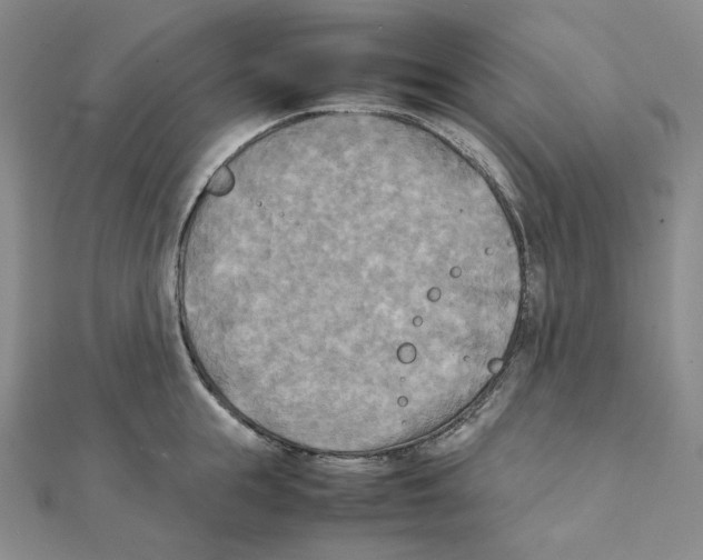 X0000111150855200907281131