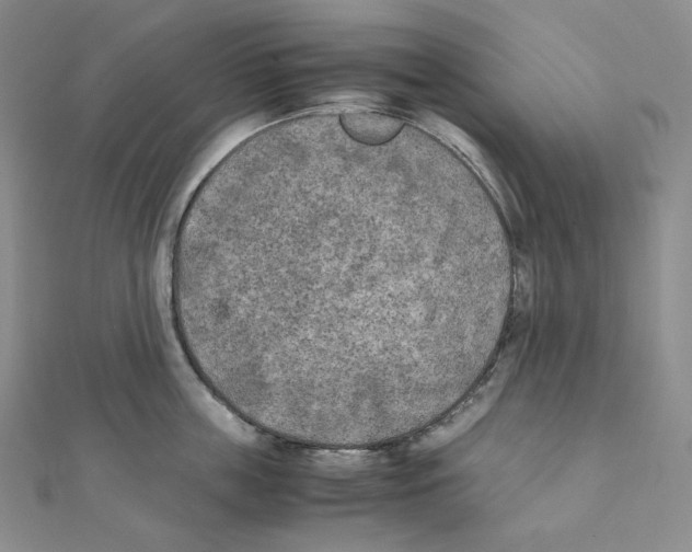 X0000111150859200907281131