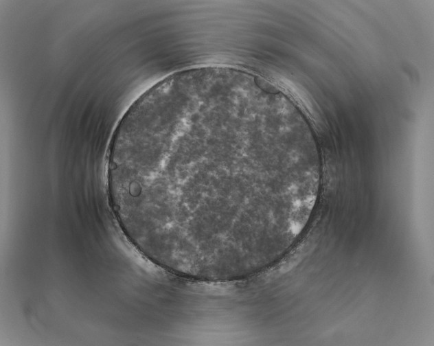 X0000111150900200907281130