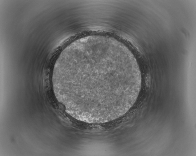 X0000111150968200907281129