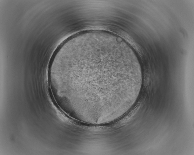 X0000111150988200907281129