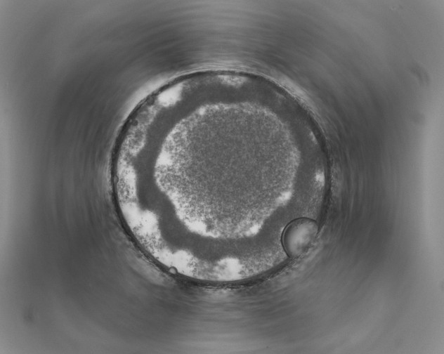 X0000111151230200907281125