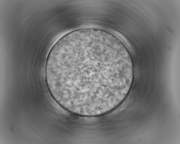 X0000111151244200907281126