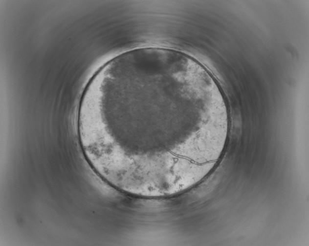 X0000111151246200907281126