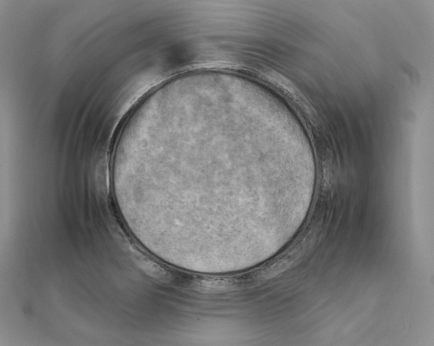 X0000111151274200907281125