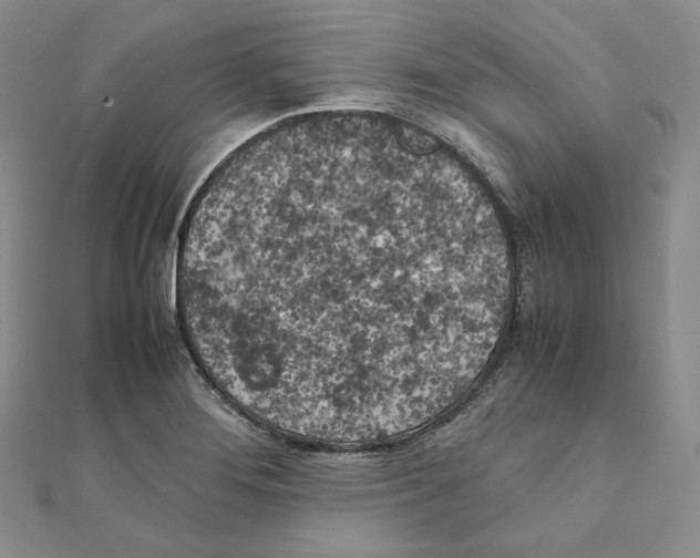 X0000111151276200907281125