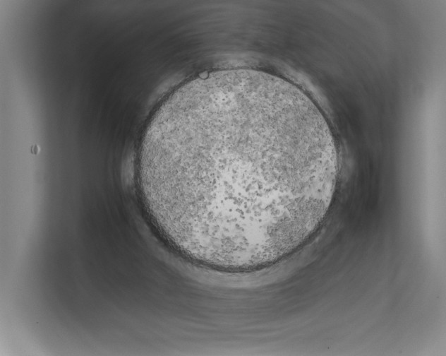 X0000111150010200908111143