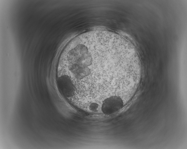 X0000111150049200908111142