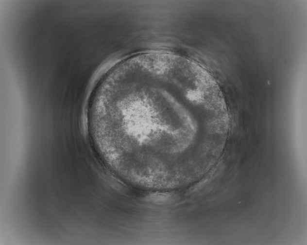 X0000111150294200908111139