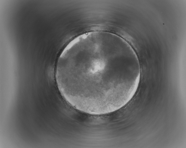 X0000111150297200908111139