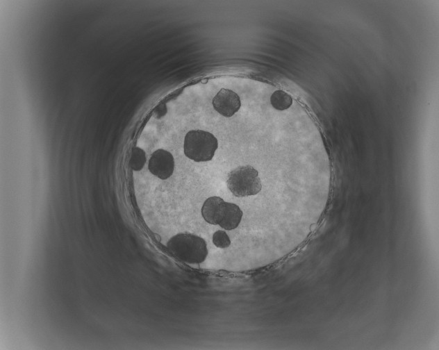 X0000111150337200908111138