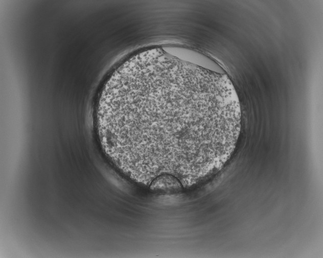 X0000111150350200908111138