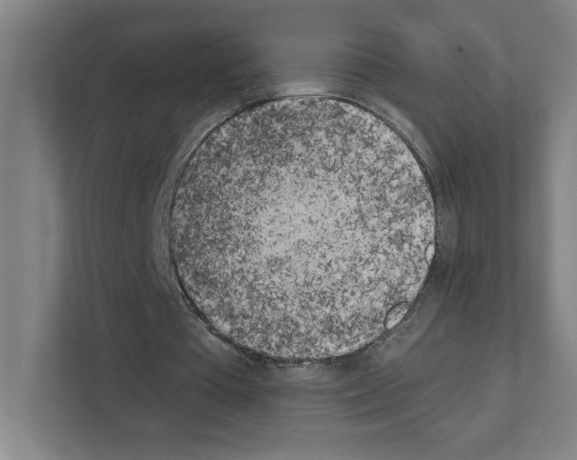 X0000111150385200908111138