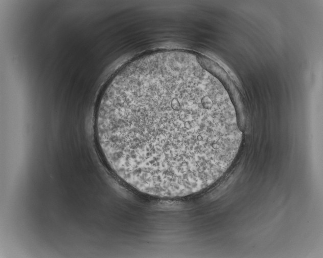 X0000111150437200908111137