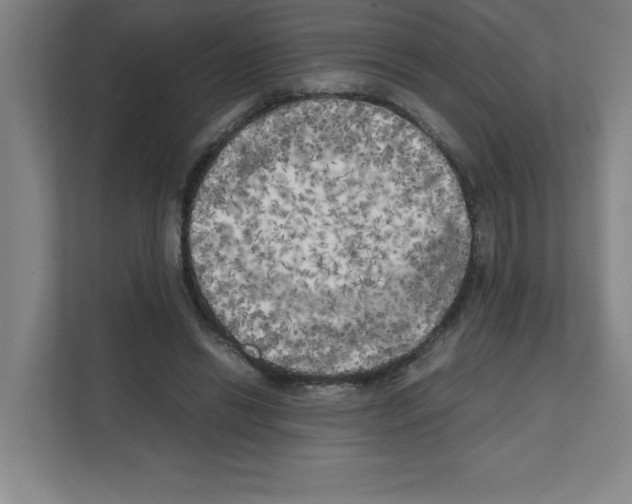 X0000111150446200908111137