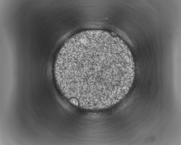 X0000111150538200908111136