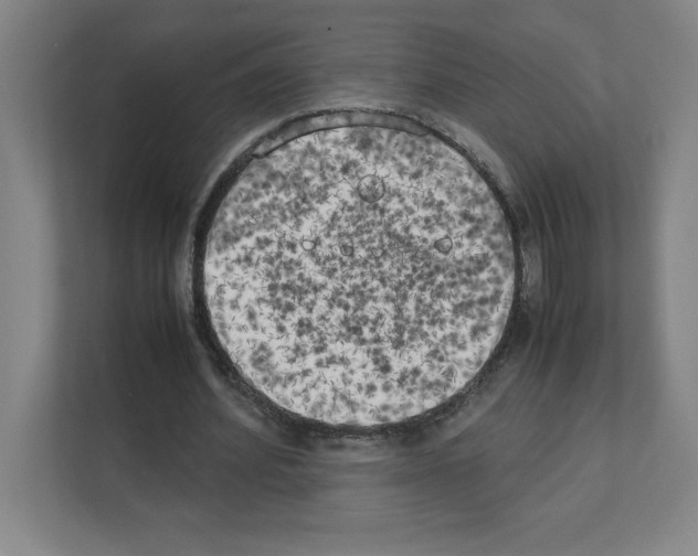 X0000111150580200908111136