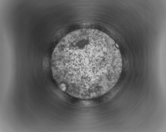 X0000111150654200908111135