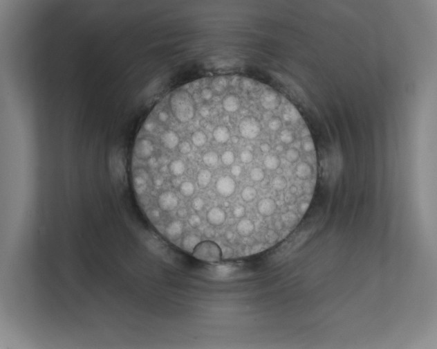 X0000111150662200908111135