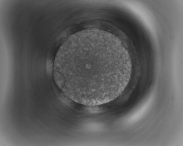 X0000111150767200908111134