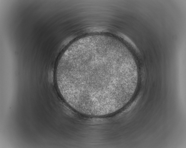 X0000111150777200908111133