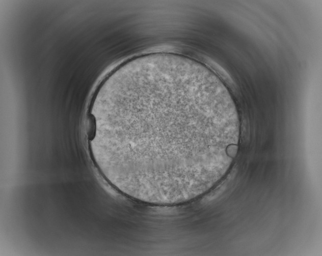 X0000111150800200908111133