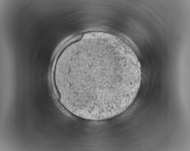 X0000111150804200908111133