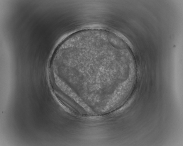 X0000111150989200908111130