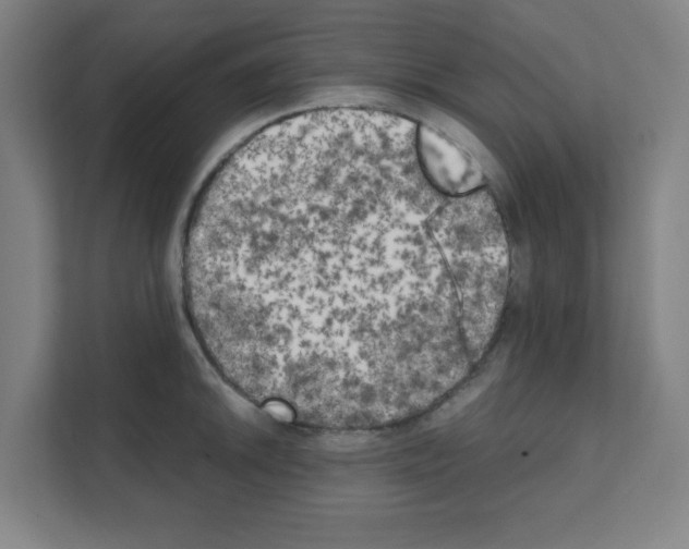 X0000111151046200908111130