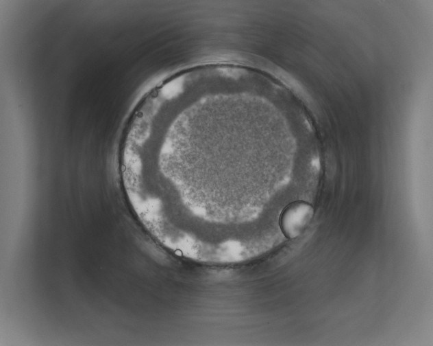 X0000111151230200908111127