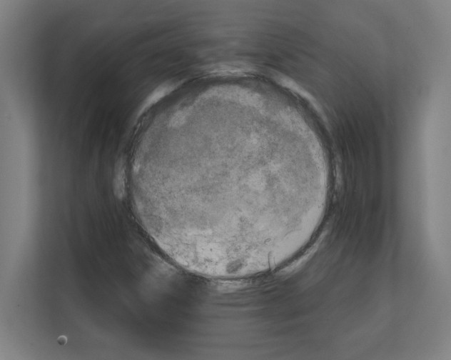 X0000111151306200908111126