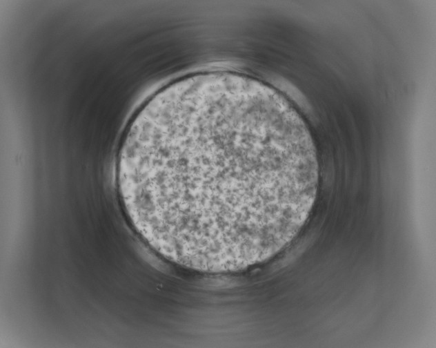 X0000111151420200908111125