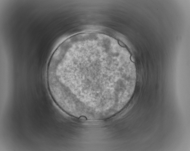 X0000111151487200908111124