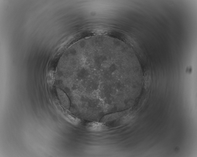 X0000111160093200906301411