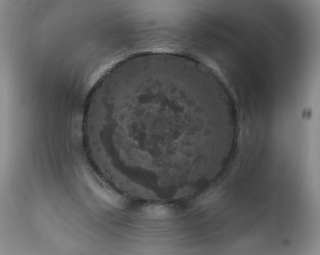 X0000111160299200906301407