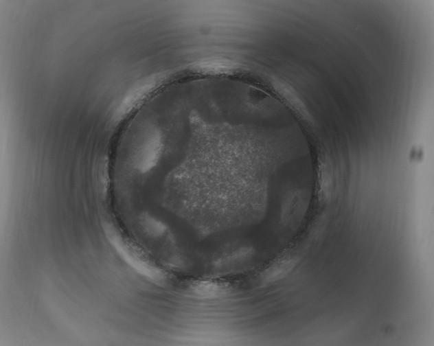 X0000111160494200906301404