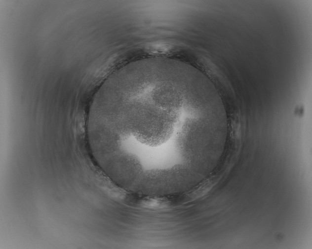 X0000111160561200906301403
