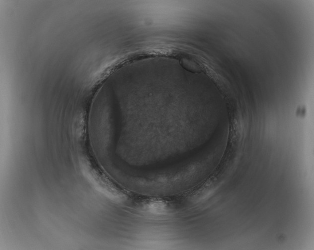 X0000111160600200906301402