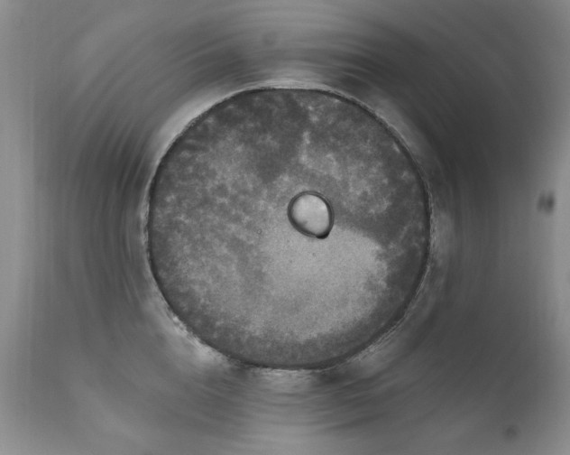 X0000111160856200906301358